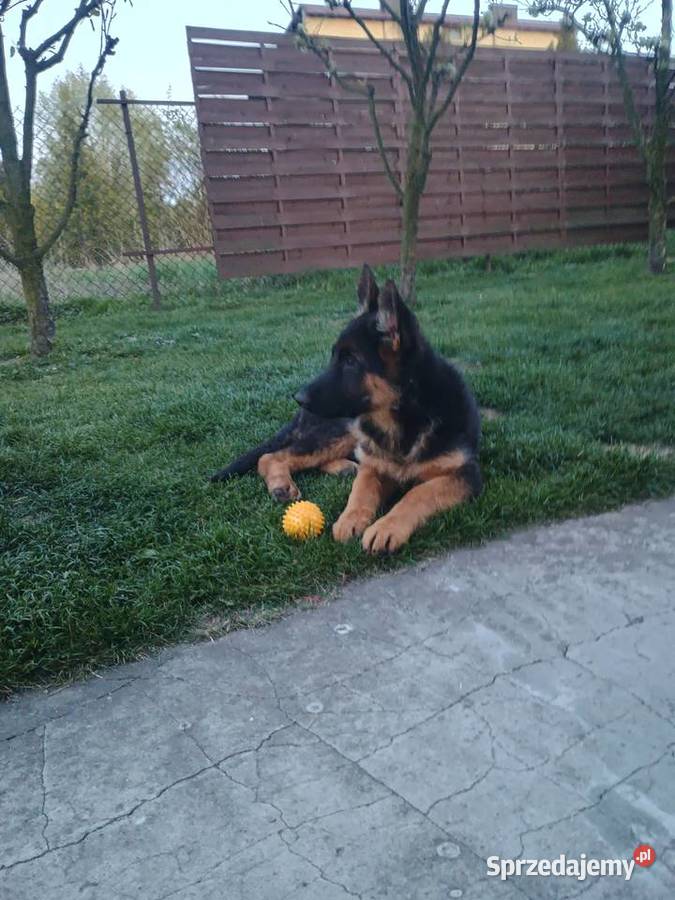 Owczarek niemiecki krótkowłosy suczka Wola Pieczyska sprzedam