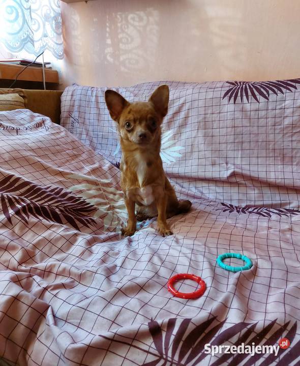 bursztynowa merle suczka