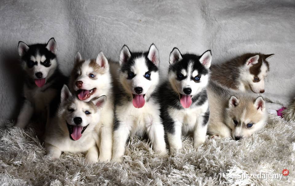 Siberian Husky Suczka Piesek niebieskooki wielkopolskie Kalisz