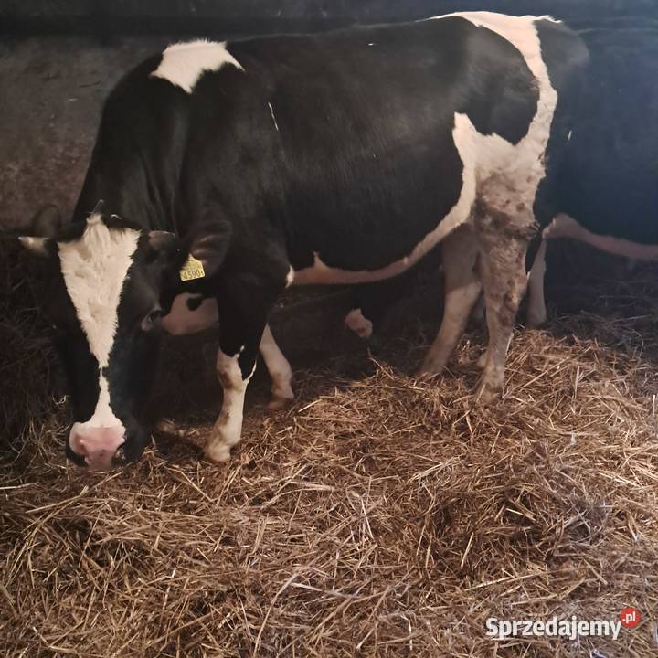 Sprzedam jałówki cielne Pępowo