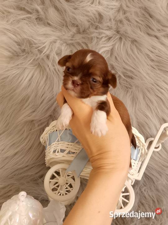 Czekoladowy piesek rasy ShihTzu Kluczbork