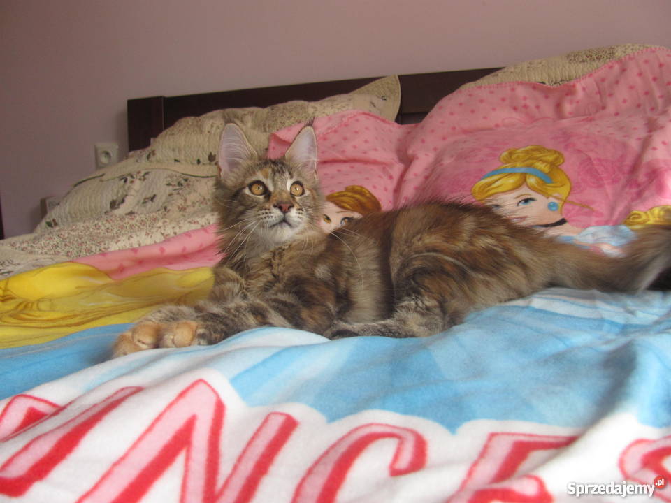 Śliczna koteczka Malwinka MCO Jasło