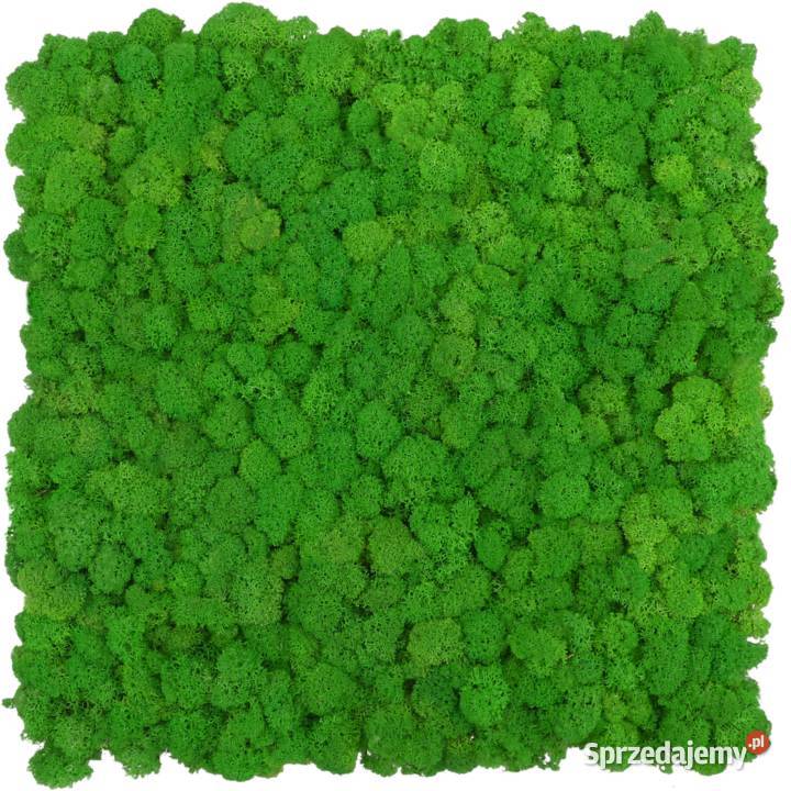 Panel z chrobotka PREMIUM Apple Green na wymiar Czarków