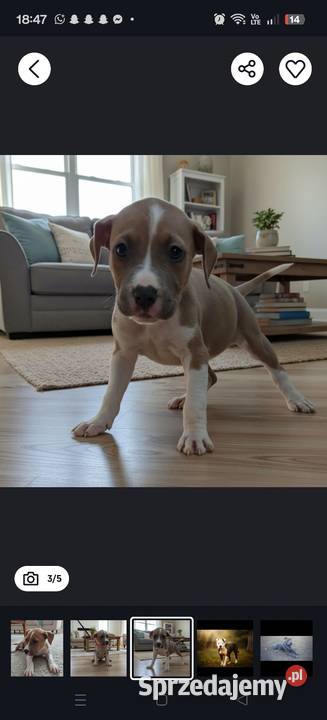 Amstaff Szczeniaki Radomsko