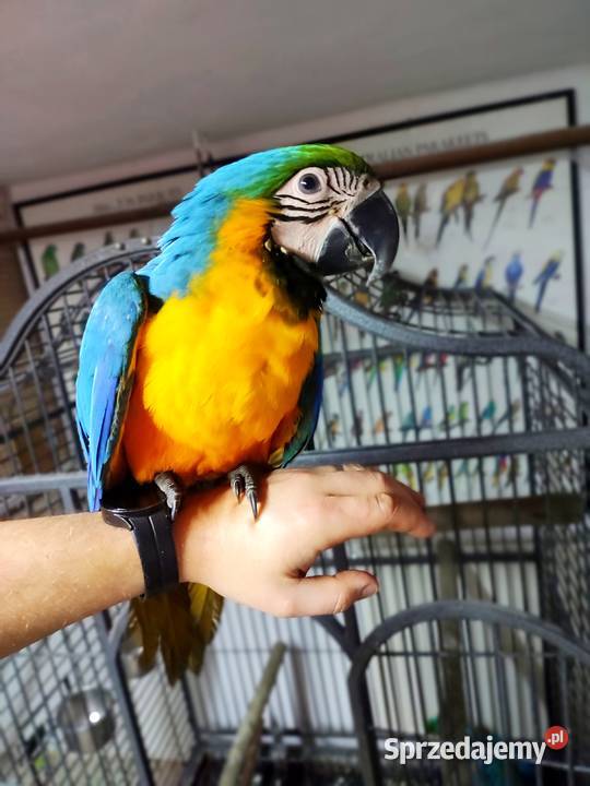 Ara ararauna ręcznie karmiona Jaworzynka