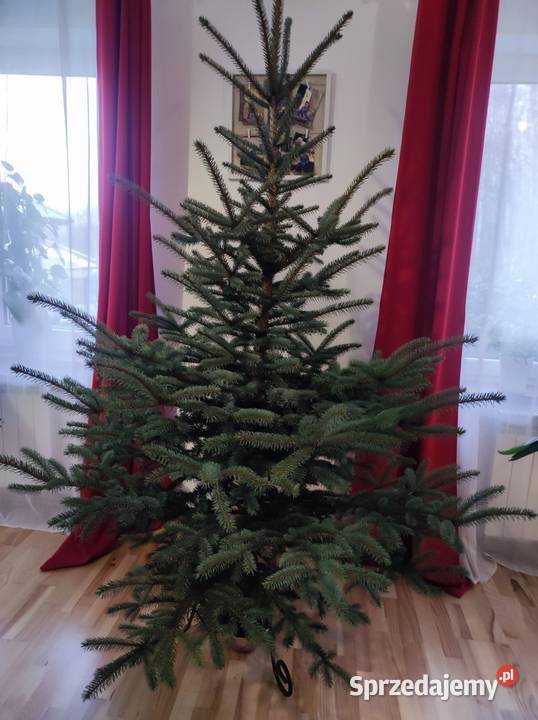 Choinka świąteczna żywa cięta w doniczkach Kołaczyce