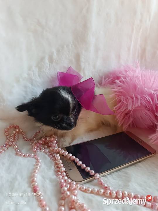 Chihuahua chłopiec samiec dlugowlosy