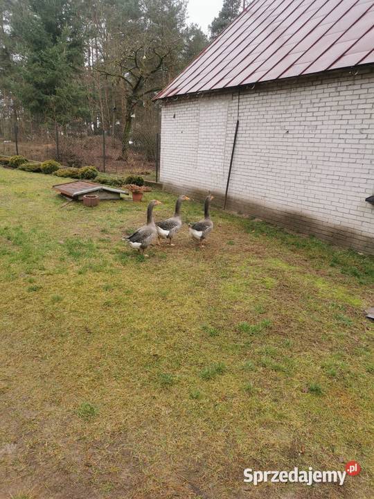 Gąsiory landes Stoczek