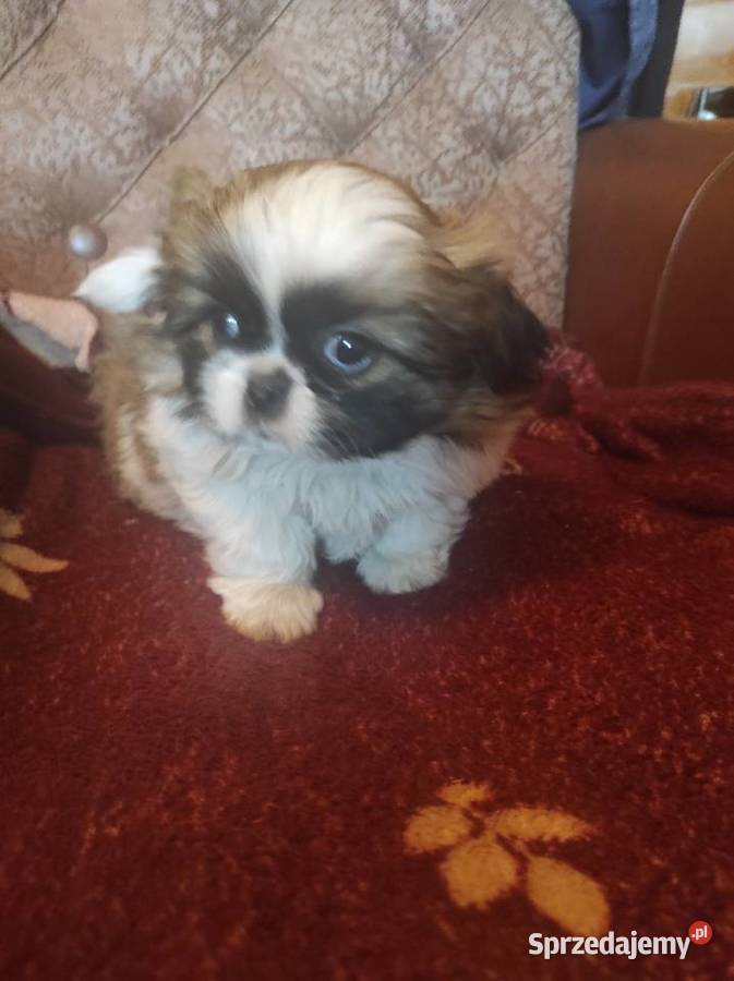 Śliczne Pekińczyki świętokrzyskie Baranów