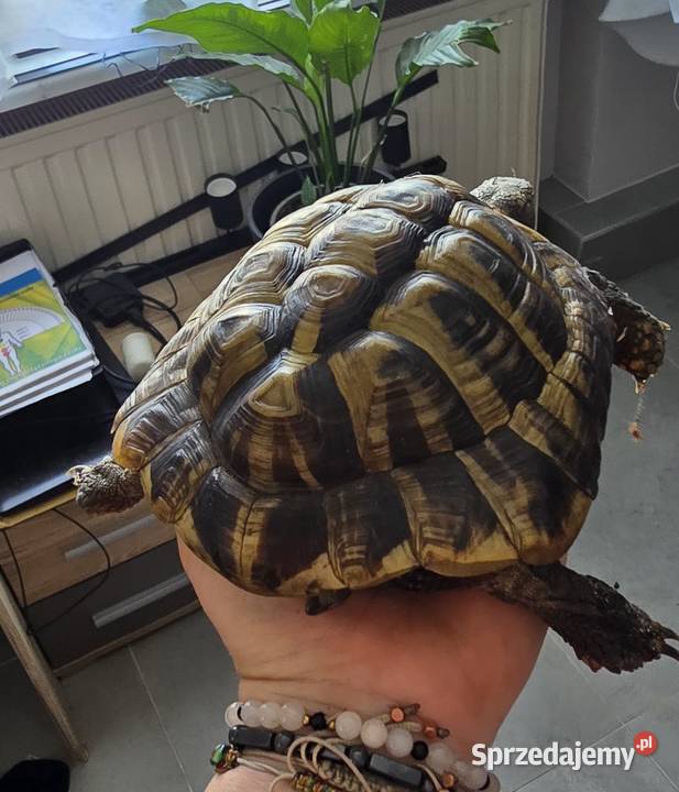 Sprzedam żółwia greckiego z papierami wielkopolskie sprzedam
