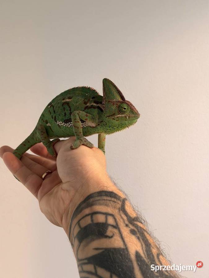 Kameleon Jemeński Samica Legionowo sprzedam