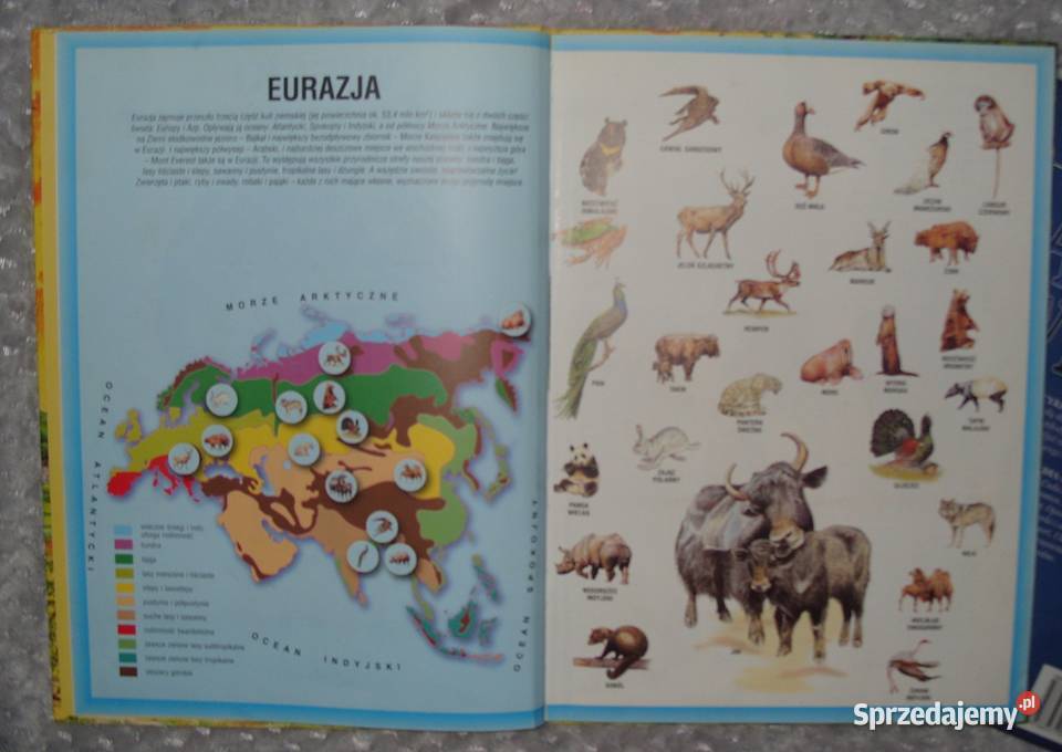 Encyklopedia Atlas Świata i Wielki Atlas dla przedszkolaków (3-5 lat)  Kultura i Rozrywka Rawicz