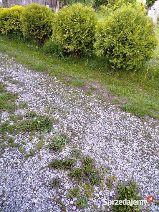 Tuje żywotnik danica bąbki Iglaste lubelskie Biłgoraj