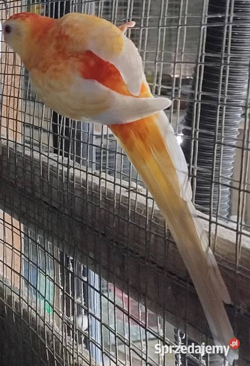 Papugi swiergoty śląskie