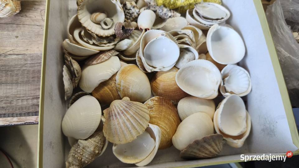 Muszelki różne rodzaje Swarzędz