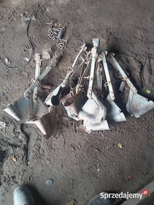 Redlica redlice siewnik siewnika poznaniak łódzkie Łanięta sprzedam