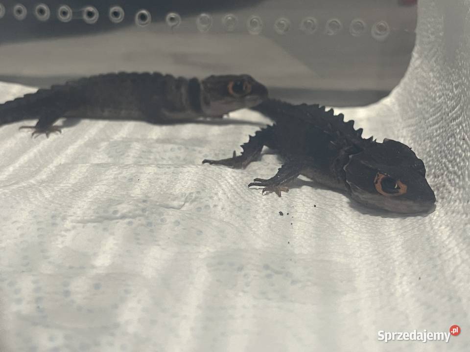 Para scynków krokodylowych Tribolonotus gracilis