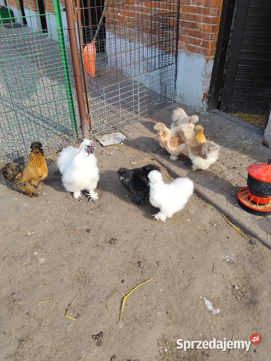 Jaja lęgowe Silka mix kolorów Tarnobrzeg