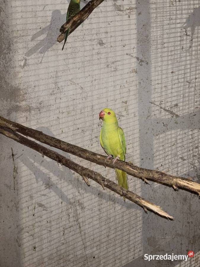 Amazonka niebieskoczelna Gdów