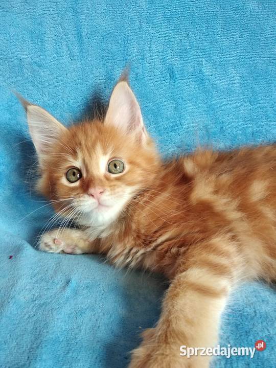 Kociczka MCO z rodowodem FPL Lublin