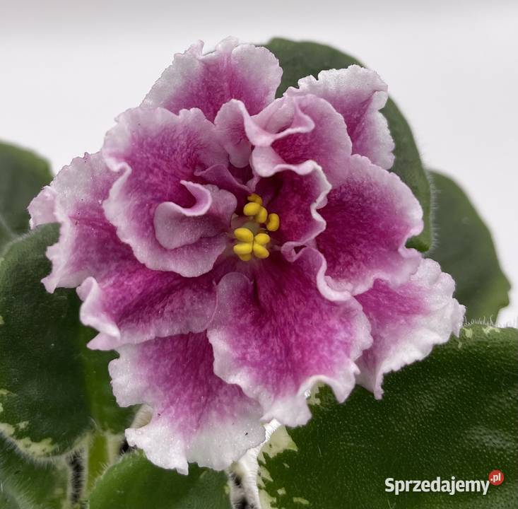 Fiołek afrykański kwitnąca sadzonka Jędrzejów