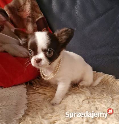 Chihuahua śliczna suczka długowłosa biało śląskie Częstochowa sprzedam