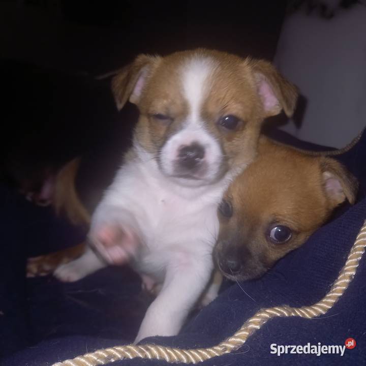 Chihuahua Psy Reducin