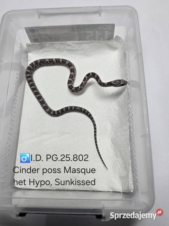 Wąż zbożowy samce i samice Zawiercie