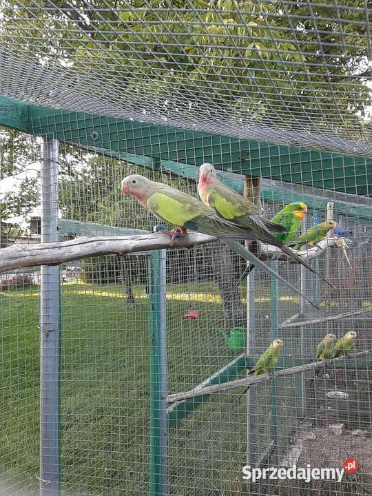 Księżniczki walii Ptaki Skała