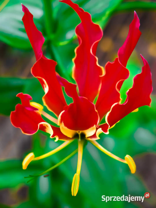 Kłącze Glorioza wspaniała Rotszylda lilja pnąca Łódź