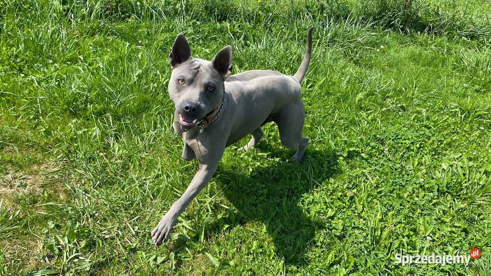 Thai Ridgeback Dog szczenięta Pozostałe Tarnów