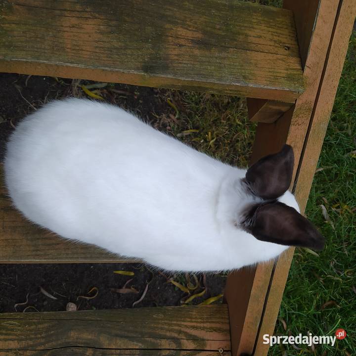 Króliki kalifornijskie Wińsko