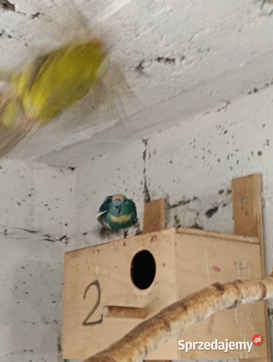 Modrolotki kozie pary legowe Brzeziny