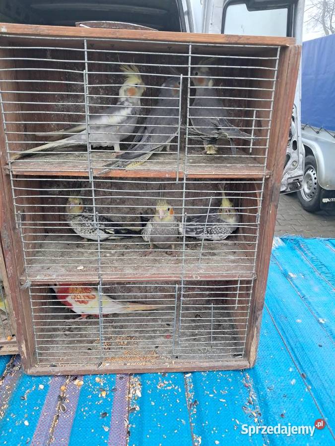 Papugi różne Wolbórz