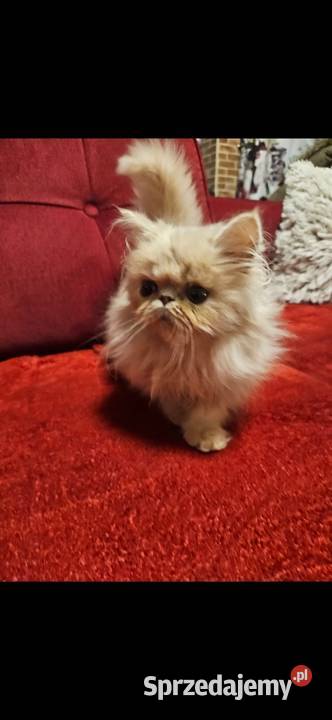 Śliczne kocurki Perskie Koty Perskie Majdan Królewski