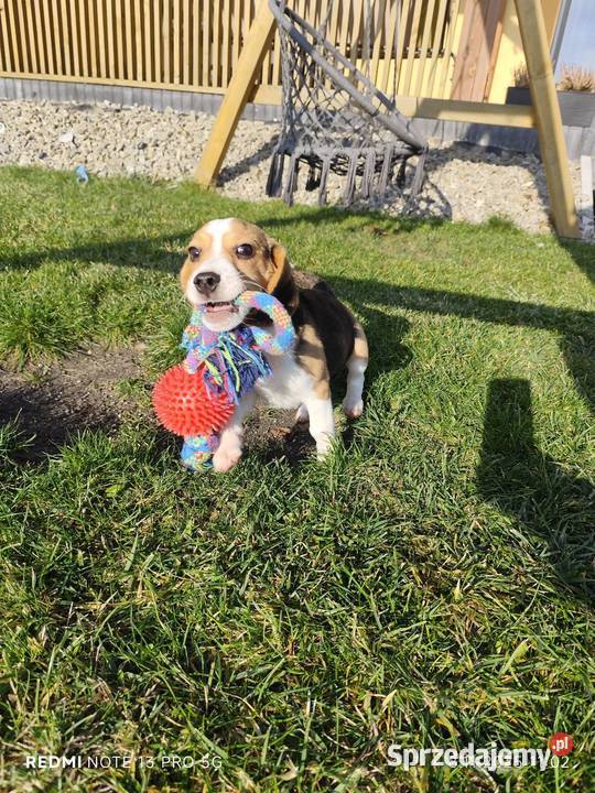 Śliczne Beagle gotowe do odbioru 3 szczepienia łódzkie Poddębice sprzedam