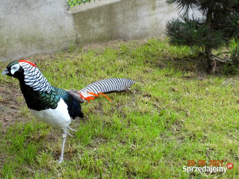 Sprzedam Bażant Bażanty Diamentowe z 2021r Samce wielkopolskie Gostyń