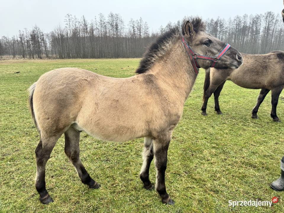 Konik Polski ogier źrebak odsadek mazowieckie