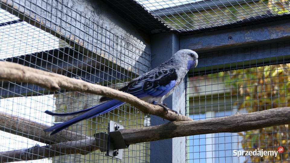 Rozella królewska niebieska Zelów