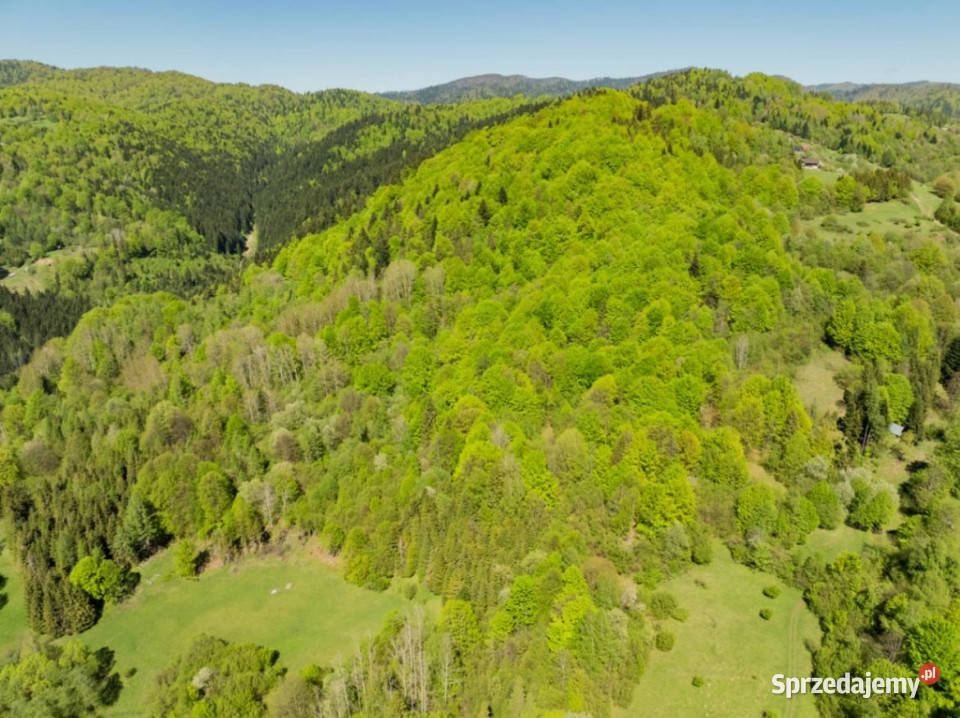 Działka z własnym lasem i południowym słońcem w Szczawnica