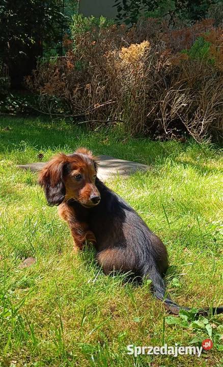 Jamniki dlugowlose miniaturowe sprzedaz