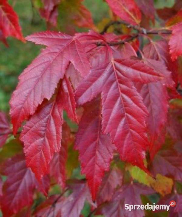 KLON GINNALA OGNISTY Acer sadzonki w doniczkach Ustronie