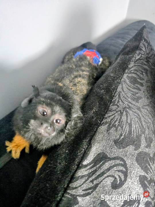 Tamaryna złotoręka łódzkie Zduny sprzedam