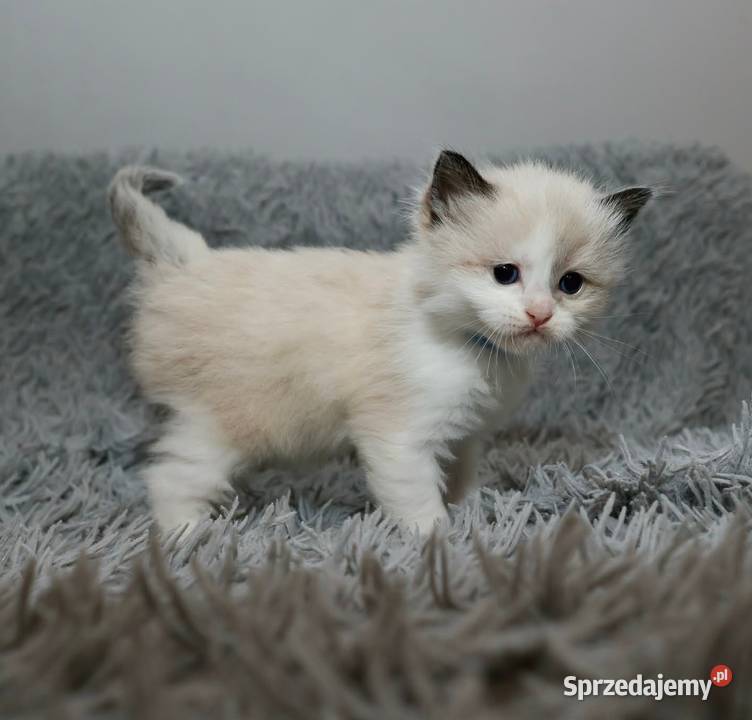 Ragdoll dwaj bracia bicolor Piorunówek