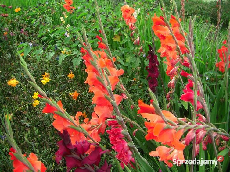 Mieczyki cebulki Białowieża