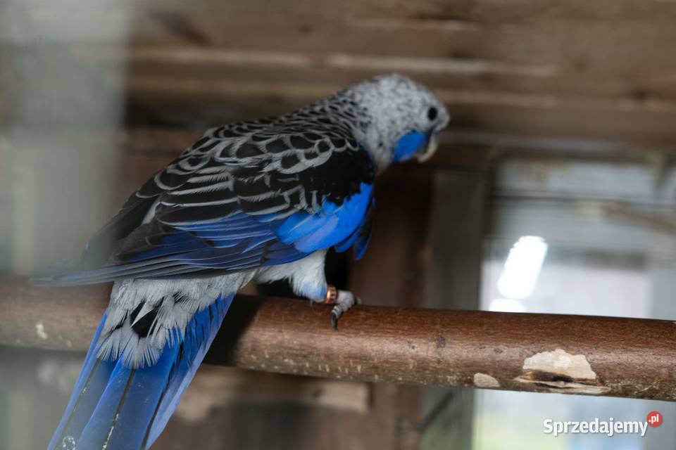 Papugi Rozella Królewska para Ptaki Chmielnik
