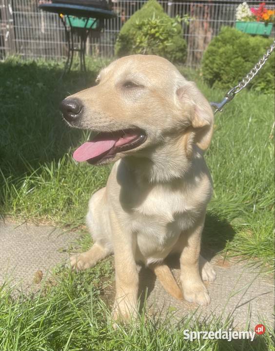Labrador szczeniak śląskie
