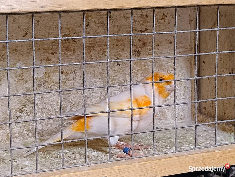 Kanarek samiec Blachownia