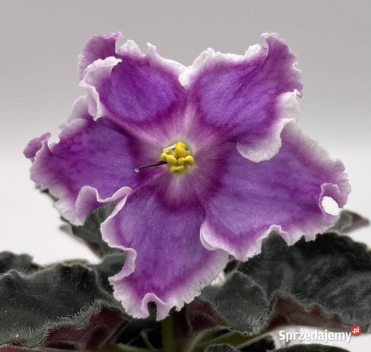 Fiołek afrykański kwitnąca sadzonka świętokrzyskie Jędrzejów