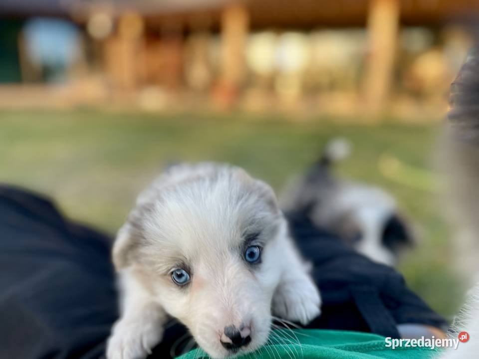 Border collie suczka sprzedam